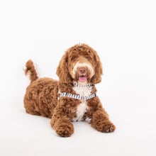 Mosaic Hemp Dog Harness